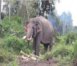 Ilustrasi giring gajah liar